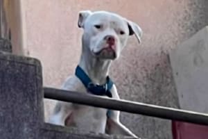Rescataron a un dogo de la casa de Barrelier, el único detenido por el crimen de Agostina