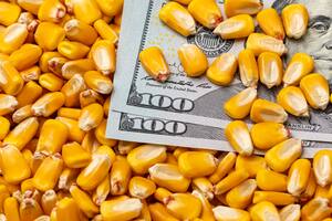Fuerte aumento del volumen comercializado en la primera jornada del dólar maíz