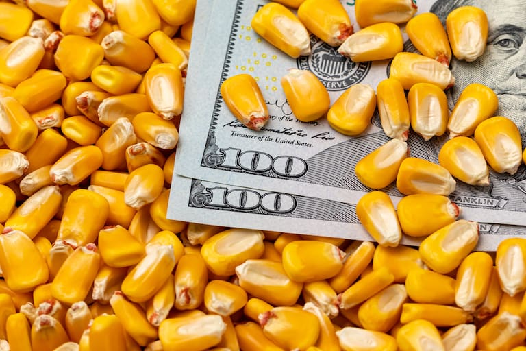 Fuerte aumento del volumen comercializado en la primera jornada del dólar maíz