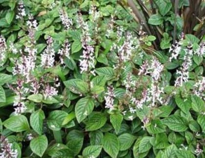 El Dólar Negro necesita de un riego abundante en verano y de otro menos frecuente en los meses más fríos