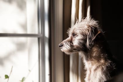 El doloroso momento de la muerte de un perro merece, también, que se recuerde el tiempo compartido