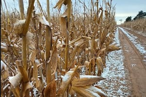 El domingo por la noche la nieve cubrió los campos al oeste de Río Cuarto y, apenas horas después, el termómetro marcó -8 °C.