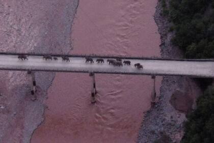 El domingo se vio a los elefantes cruzando el río Yuanjiang en la provincia de Yunnan.