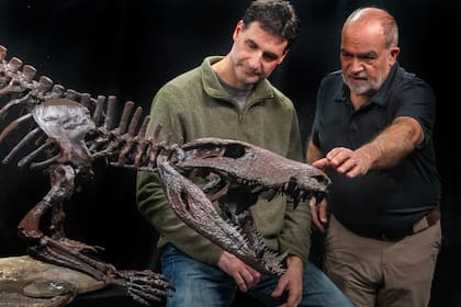 El dr Fernando Novas junto al técnico en paleontología Marcelo Isasi junto a un réplica original del cocodrilo descubierto en una estancia cercana a El Calafate.-