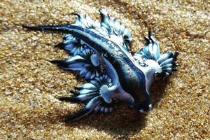 Dragones azules: las misteriosas criaturas que aparecieron en la costa de Texas