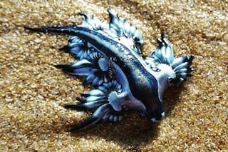 Dragones azules: las misteriosas criaturas que aparecieron en la costa de Texas