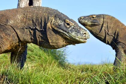 El dragón de Komodo es el reptil más grande del planeta