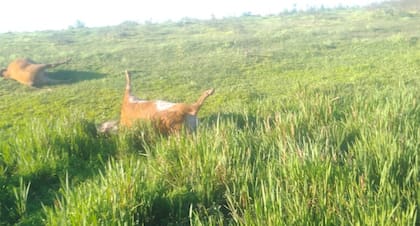 El drama no es nuevo. Herrera ya había sufrido otros ataques similares en los últimos meses