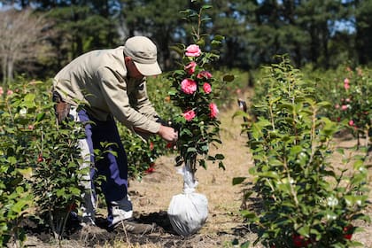 El DTV-e es gratuito y debe ser emitido por el vivero al momento de la compra