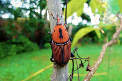 El DTV-e no solo es un requisito legal, sino una medida clave para evitar la propagación de plagas y enfermedades en el país, como el picudo rojo