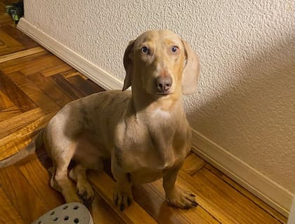 El dueño de Oliver ofreció $400.000 para quien lograra encontrarlo