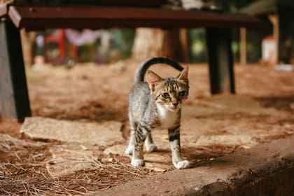 El dueño deberá adaptarse a los tiempos del gato para alimentarlo con leche maternizada