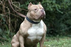 El dueño del pitbull se manifestó arrepentido
