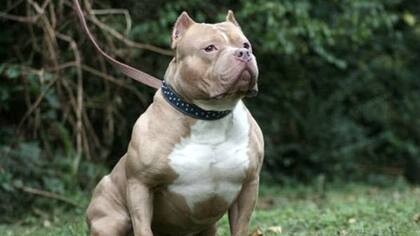 El dueño del pitbull se manifestó arrepentido