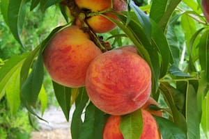 El duraznero es uno de los árboles frutales más valorados por su belleza, su aroma y la dulzura de sus frutos (Foto ilustrativa: PIXABAY)