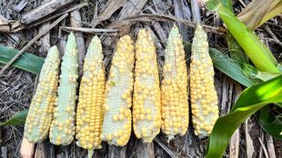El duro golpe de la sequía en Monte Buey, Córdoba: espigas de maíz que no pudieron completar el llenado de granos