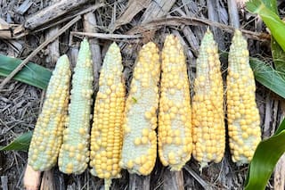 En una de las peores campañas de la historia, los productores gritan: “¡La hora, referí!”