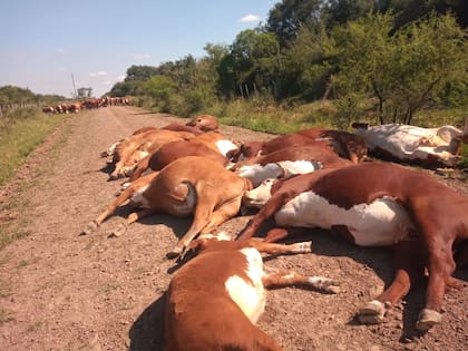 El duro saldo del hecho fue la muerte de 16 animales, entre vacas preñadas, vacas gordas y terneros por un valor aproximado de $30 millones
