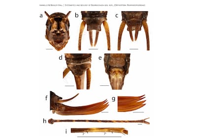 El Eburnocauda saxatilis es un grillo cavernícola de tamaño mediano con una longitud corporal adulta de 12 a 14 mm. (Revista australiana de taxonomía)