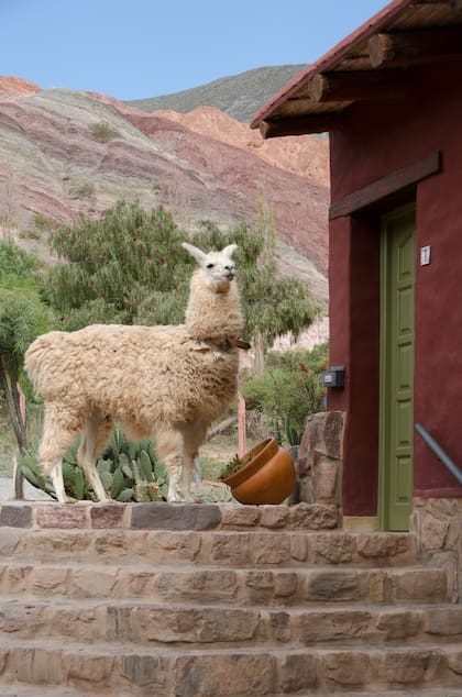 El ecohotel incluye un corral de llamas, que se pasean por la propiedad.