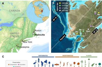El ecosistema identificado representa un entorno más seco y elevado en comparación con los habituales pantanos de carbón de la misma era