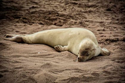 El ejemplar de foca cangrejera, fotografiado antes de su reinserción al mar