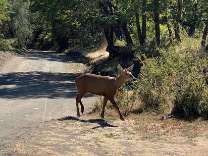 El ejemplar de huemul fue visto en los alrededores del lago Queñi. Gentileza Parque Nacional Lanín
