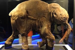 Lyuba: la triste historia del mamut bebé "casi intacto" descubierto en Siberia