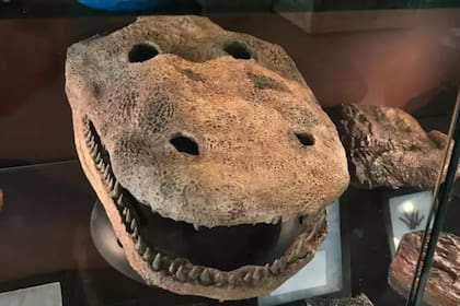 El ejemplar destaca por su nivel de conservación