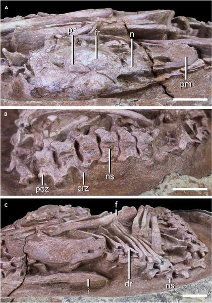 El ejemplar fue adquirido en el año 2000, pero acabó almacenado y olvidado hasta unos diez años después, cuando, los investigadores clasificaron las cajas y desenterraron los fósiles