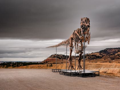 El ejemplar fue descubierto entre 2021 y 2023 en un rancho de Dakota del Sur, Estados Unidos