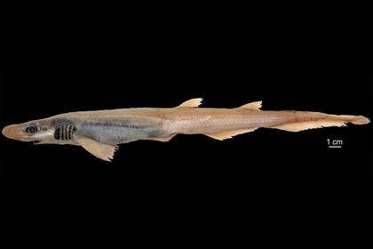 El ejemplar fue hallado a 500 metros de profundidad en buen estado de salud