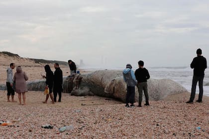 El ejemplar hallado era un macho de ballena de aleta, que puede crecer hasta más de 20 metros de largo y es el segundo animal más grande del mundo, solo detrás de la ballena azul