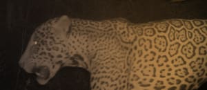 Se abre la votación para elegir el nombre del nuevo yaguareté del Parque Nacional Río Pilcomayo