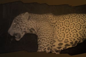 Se abre la votación para elegir el nombre del nuevo yaguareté del Parque Nacional Río Pilcomayo