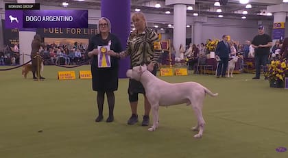 El ejemplar logro destacarse dentro de los competidores de su raza (Foto: The Westminster Kennel Club)