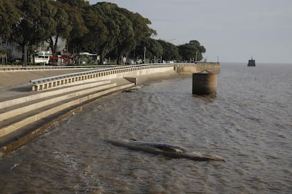 El ejemplar muerto sorprendió frente a Tierra Santa