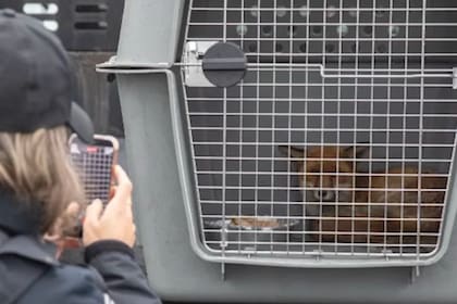 El ejemplar pertenece a la especie zorro rojo, conocida por su amplia distribución global y su gran capacidad de adaptación