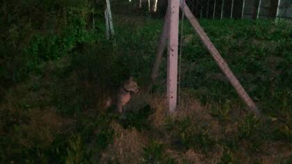 El ejemplar se encuentra en cuarentena hasta determinar cómo continuará su recuperación en el Hospital Veterinario de Fundación Temaikèn