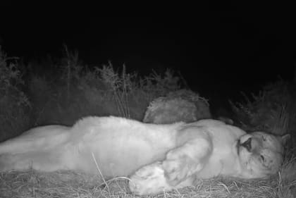 El ejemplar se puso a dormir plácidamente frente a la cámara (Foto: The Dodo)