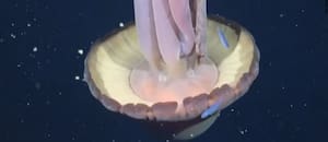 El Conicet encontró una medusa fantasma de 11 metros en el mar argentino