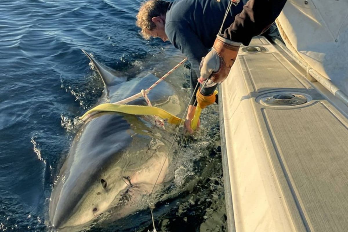 Reapareció el tiburón blanco más grande del mundo