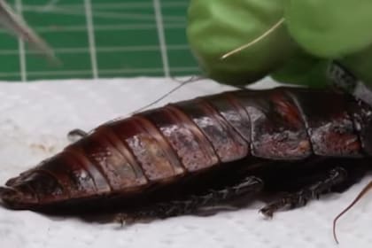 El Ejército alemán evalúa el uso de estos insectos en misiones de reconocimiento