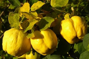 El Ejército intercambia toneladas de frutas por piezas para una camioneta