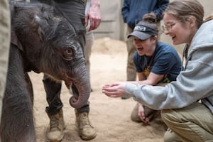 El Zoológico Smithsonian presenta al primer bebé elefante nacido en Washington