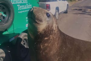 Así fue el rescate del elefante marino que apareció en Ensenada