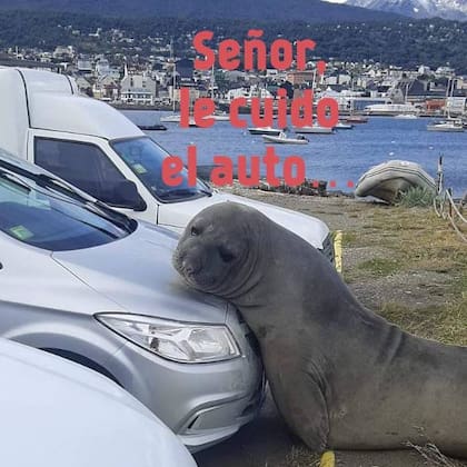 El elefante marino fue tomado por varios tuiteros por una especie muy particular de cuidacoches