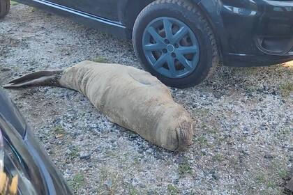 El elefante marino que retornó el martes al océano fue hallado durmiendo en un estacionamiento en San Clemente a principios de mayo