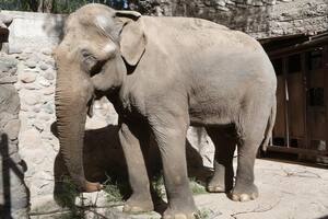 El elefante Tamy será trasladado desde Mendoza a Brasil