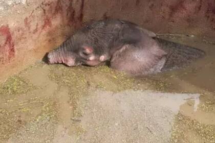 El elefantito se recupera y cuando esté completamente listo será reinsertado en la naturaleza